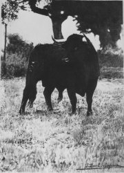 68 toro-2